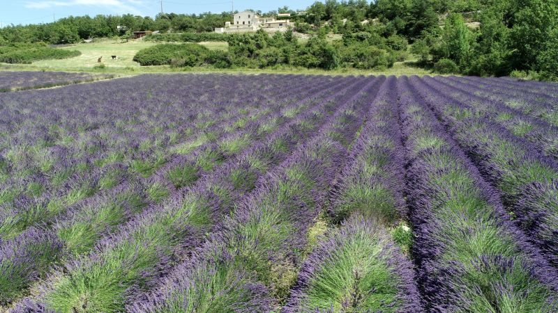 Lavande -domaine la Melette167.JPG