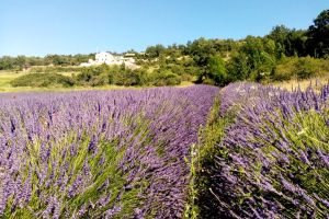 gite la melette luberon (28).jpg